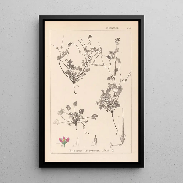 Louis Antoine Cusin - Herbier de la flore franaise Pl0085.webp