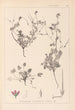 Herbier de la flore française Pl0085 - Louis Antoine Cusin — vista dell’opera