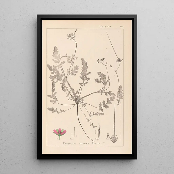 Louis Antoine Cusin - Herbier de la flore franaise Pl0087.webp