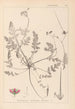 Herbier de la flore française Pl0087 - Louis Antoine Cusin — vista dell’opera