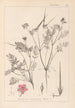 Herbier de la flore française Pl0088 - Louis Antoine Cusin — vista dell’opera