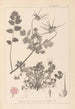 Herbier de la flore française Pl0089 - Louis Antoine Cusin — vista dell’opera