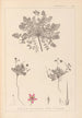 Herbier de la flore française Pl0090 - Louis Antoine Cusin — vista dell’opera