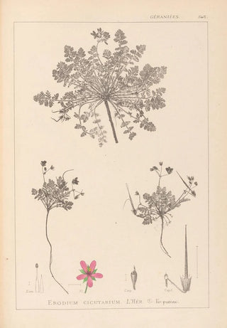 Louis Antoine Cusin - Herbier de la flore franaise Pl0090.webp
