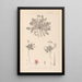 Herbier de la flore française Pl0090 - Louis Antoine Cusin — quadro incorniciato alla parete