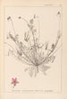 Herbier de la flore française Pl0091 - Louis Antoine Cusin — vista dell’opera