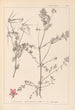 Herbier de la flore française Pl0092 - Louis Antoine Cusin — vista dell’opera