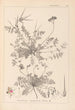 Herbier de la flore française Pl0094 - Louis Antoine Cusin — vista dell’opera