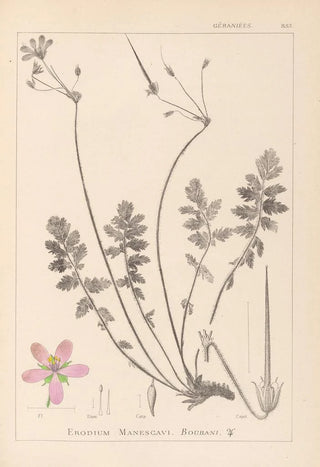 Louis Antoine Cusin - Herbier de la flore franaise Pl0095.webp