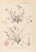 Herbier de la flore française Pl0097 - Louis Antoine Cusin — vista dell’opera
