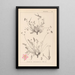 Herbier de la flore française Pl0097 - Louis Antoine Cusin — quadro incorniciato alla parete