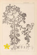 Herbier de la flore française Pl0098 - Louis Antoine Cusin — vista dell’opera