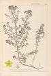 Herbier de la flore française Pl0099 - Louis Antoine Cusin — vista dell’opera