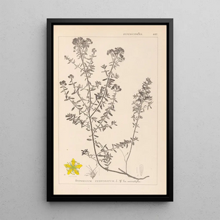 Louis Antoine Cusin - Herbier de la flore franaise Pl0099.webp