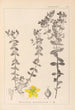 Herbier de la flore française Pl0100 - Louis Antoine Cusin — vista dell’opera