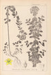 Herbier de la flore française Pl0101 - Louis Antoine Cusin — vista dell’opera