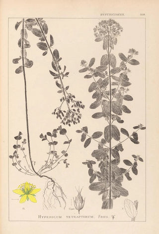 Louis Antoine Cusin - Herbier de la flore franaise Pl0101.webp