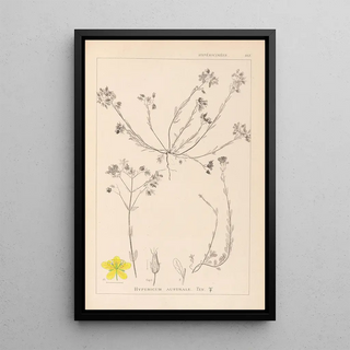 Louis Antoine Cusin - Herbier de la flore franaise Pl0104.webp