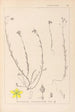 Herbier de la flore française Pl0105 - Louis Antoine Cusin — vista dell’opera