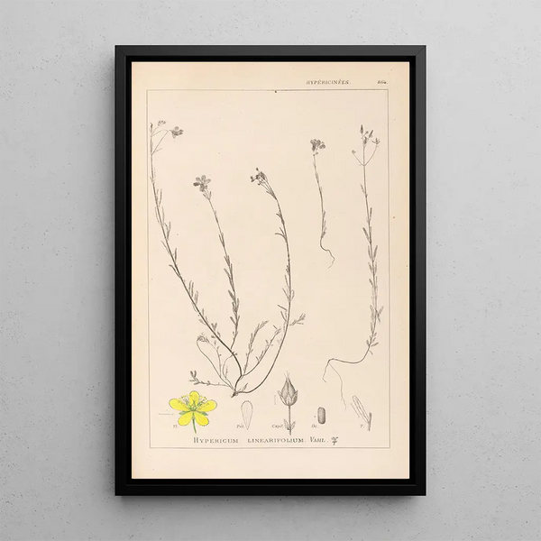 Louis Antoine Cusin - Herbier de la flore franaise Pl0105.webp