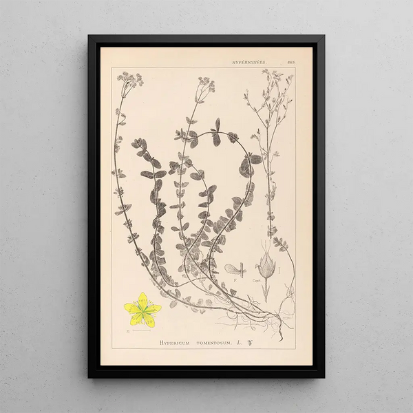Louis Antoine Cusin - Herbier de la flore franaise Pl0106.webp