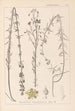 Herbier de la flore française Pl0108 - Louis Antoine Cusin — vista dell’opera