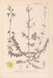 Herbier de la flore française Pl0109 - Louis Antoine Cusin — vista dell’opera