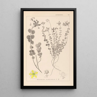 Louis Antoine Cusin - Herbier de la flore franaise Pl0110.webp