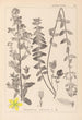 Herbier de la flore française Pl0111 - Louis Antoine Cusin — vista dell’opera