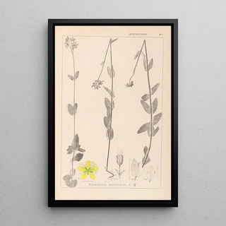 Louis Antoine Cusin - Herbier de la flore franaise Pl0112.webp
