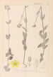 Herbier de la flore française Pl0112 - Louis Antoine Cusin — vista dell’opera