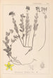Herbier de la flore française Pl0113 - Louis Antoine Cusin — vista dell’opera