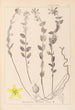 Herbier de la flore française Pl0114 - Louis Antoine Cusin — vista dell’opera
