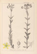 Herbier de la flore française Pl0115 - Louis Antoine Cusin — vista dell’opera