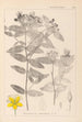 Herbier de la flore française Pl0116 - Louis Antoine Cusin — vista dell’opera