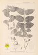 Herbier de la flore française Pl0117 - Louis Antoine Cusin — vista dell’opera