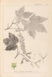 Herbier de la flore française Pl0119 - Louis Antoine Cusin — vista dell’opera
