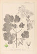 Herbier de la flore française Pl0120 - Louis Antoine Cusin — vista dell’opera
