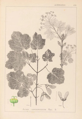 Louis Antoine Cusin - Herbier de la flore franaise Pl0120.webp