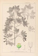 Herbier de la flore française Pl0121 - Louis Antoine Cusin — vista dell’opera