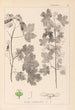 Herbier de la flore française Pl0122 - Louis Antoine Cusin — vista dell’opera