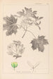 Herbier de la flore française Pl0123 - Louis Antoine Cusin — vista dell’opera