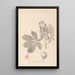 Herbier de la flore française Pl0125 - Louis Antoine Cusin — quadro incorniciato alla parete