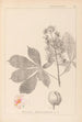 Herbier de la flore française Pl0125 - Louis Antoine Cusin — vista dell’opera