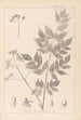Herbier de la flore française Pl0126 - Louis Antoine Cusin — vista dell’opera