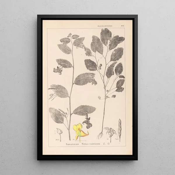 Louis Antoine Cusin - Herbier de la flore franaise Pl0127.webp