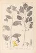 Herbier de la flore française Pl0127 - Louis Antoine Cusin — vista dell’opera