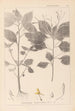 Herbier de la flore française Pl0128 - Louis Antoine Cusin — vista dell’opera