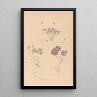 Louis Antoine Cusin - Herbier de la flore franaise Pl0129.webp