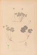 Herbier de la flore française Pl0129 - Louis Antoine Cusin — vista dell’opera